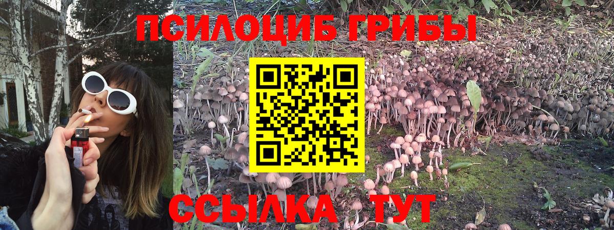 Галлюциногенные грибы Psilocybine cubensis Бийск